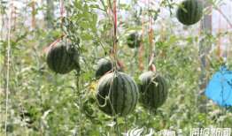 汾阳吃瓜最新事件爆料视频,最新爆料视频揭秘惊人内幕