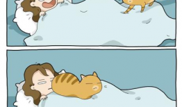 猫咪日常漫画,猫咪的欢乐时光